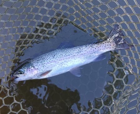 大安トラウトレイク釣果